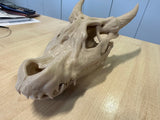 3D printed prop, life sized Kobold Skull - Mini Megastore