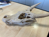 3D printed prop, life sized Kobold Skull - Mini Megastore