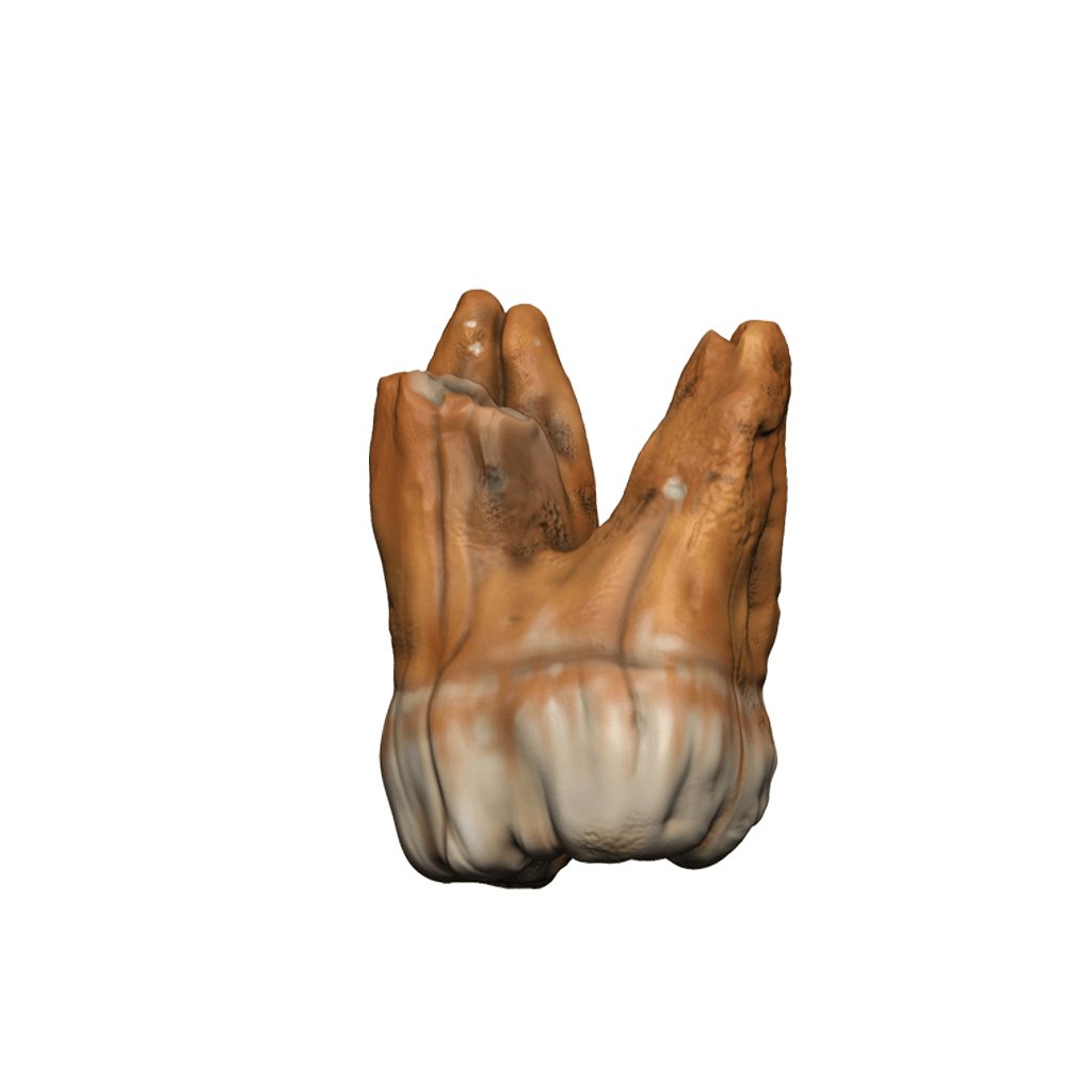 Dungeons & Dragons: Teeth of Dahlver-Nar Bite-Sized Artifact - Mini Megastore
